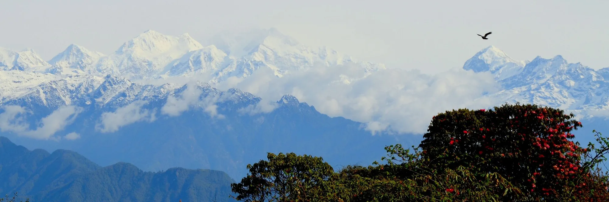 Barsey Rhododendron Trek