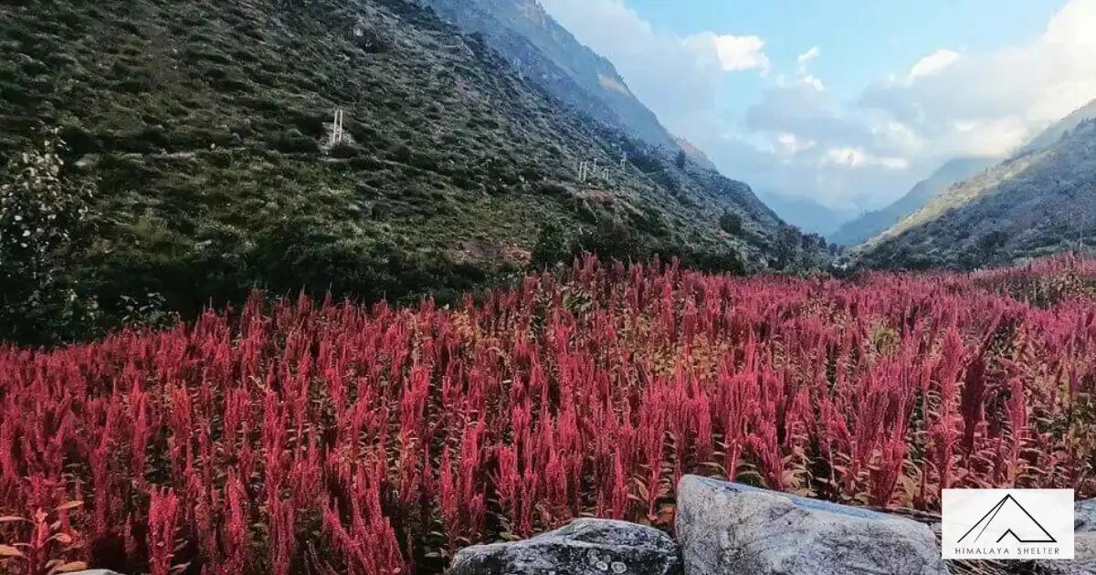 Cholai Field