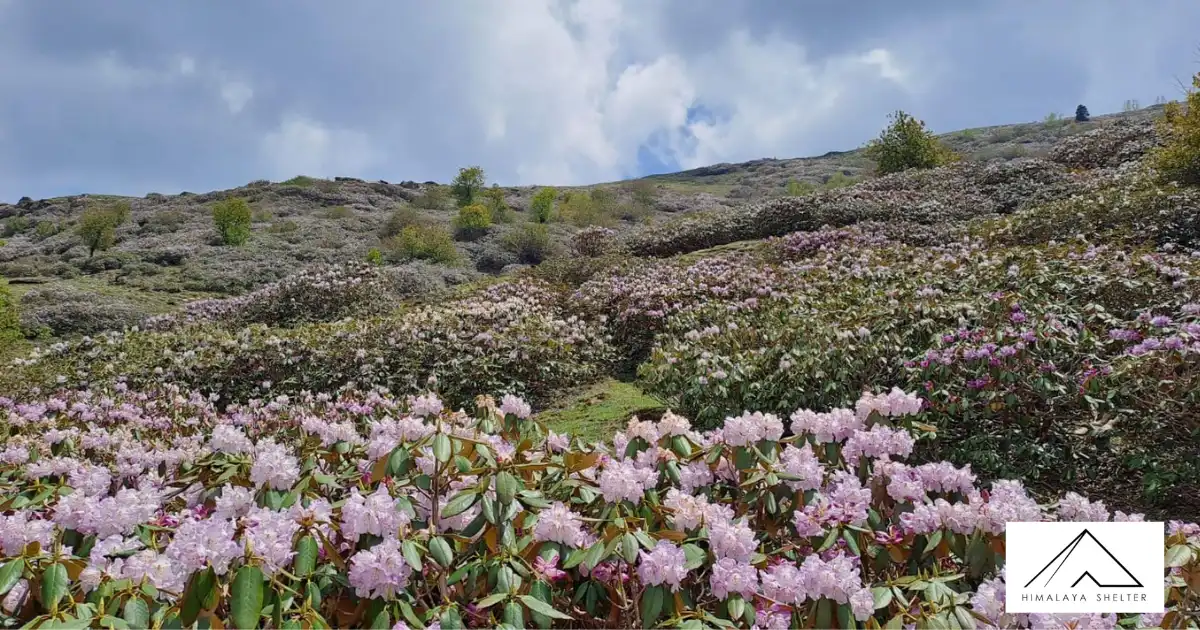 Flowers Blooming On Phulara Ridge Trek