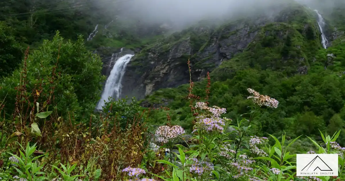 Beautiful Flowers In The Valley
