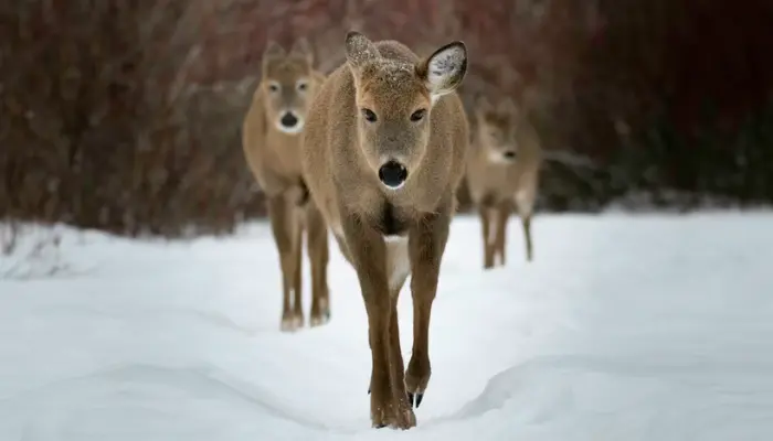 Musk Deer