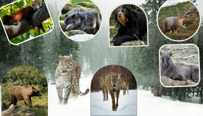 Himalayan Animals and Wildlife: A complete guide to rare and endangered species of the himalayas