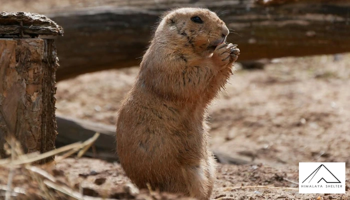 Beaver - Canada