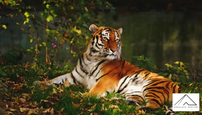 National Animals Of The World : Symbols of culture and pride