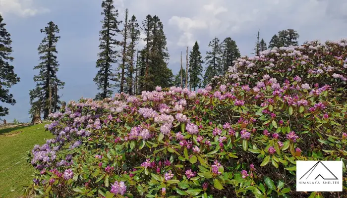 Goechala Trek