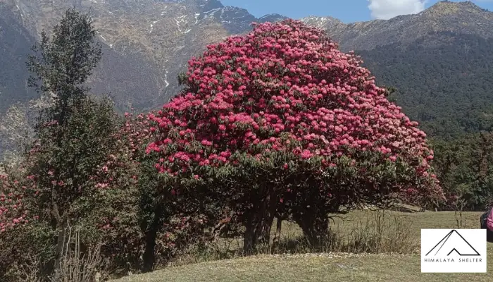 Sandakphu Trek