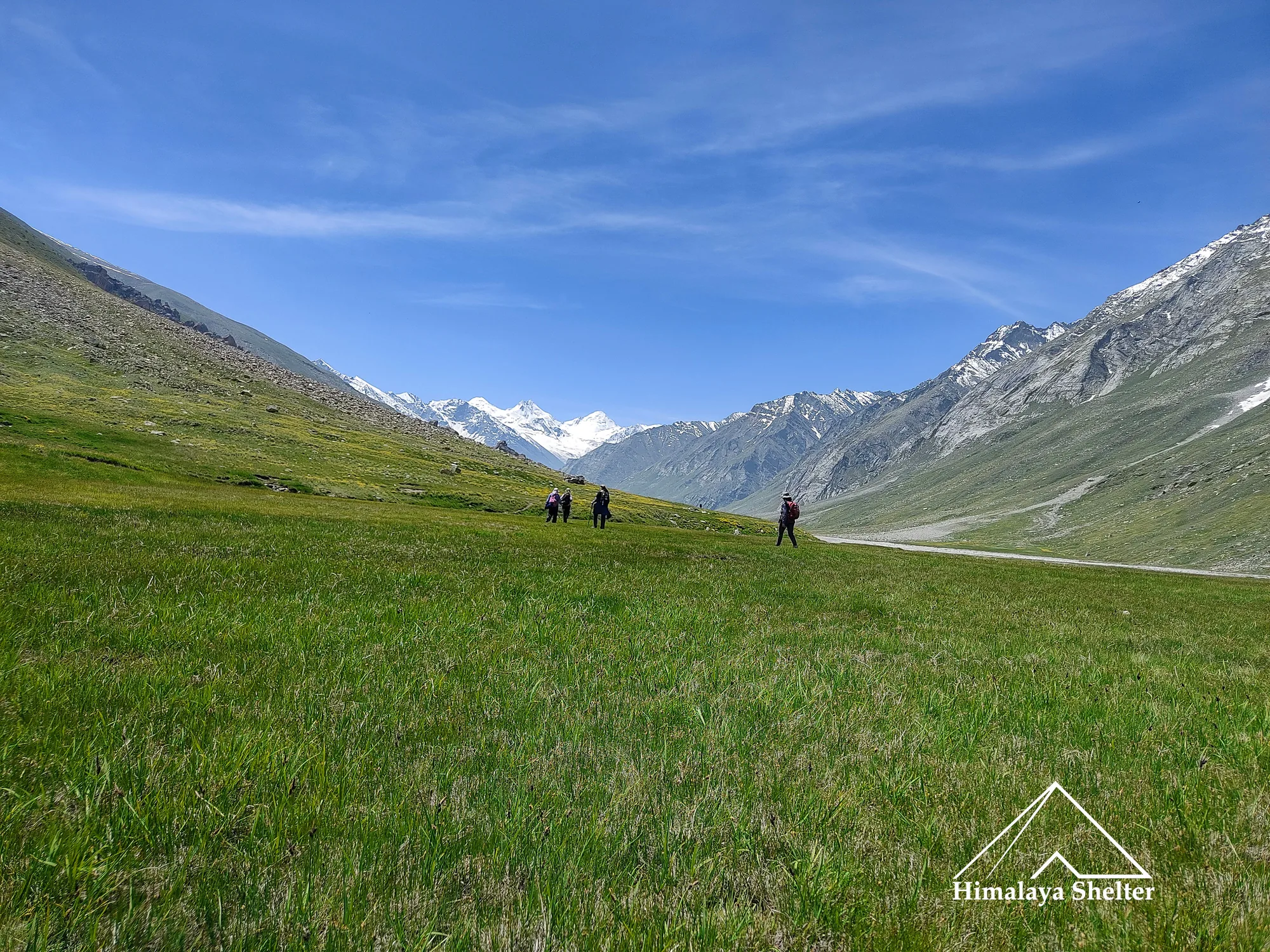 alpine meadow in Miyar Valley
