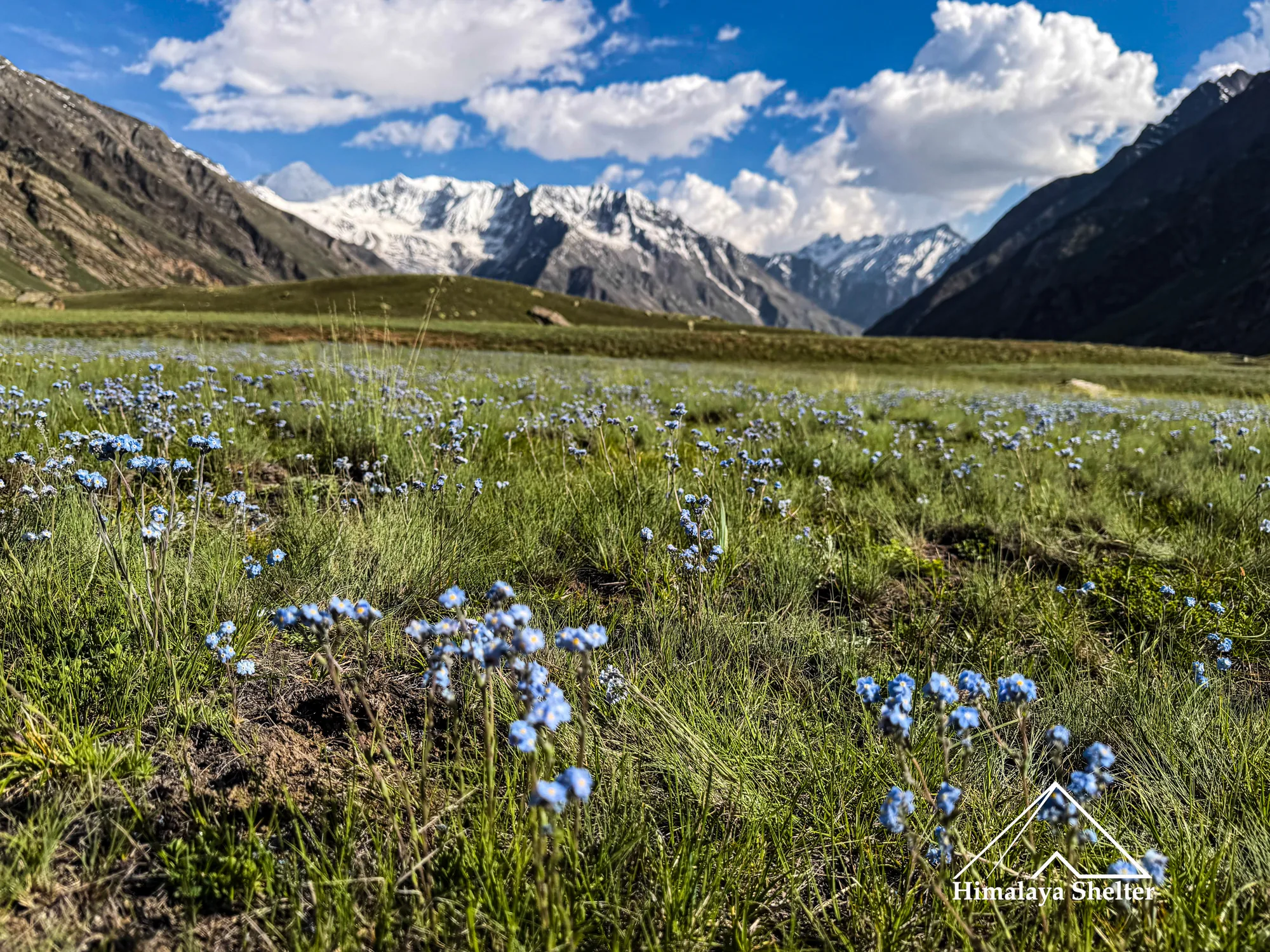 wildflowers in monsoon trek