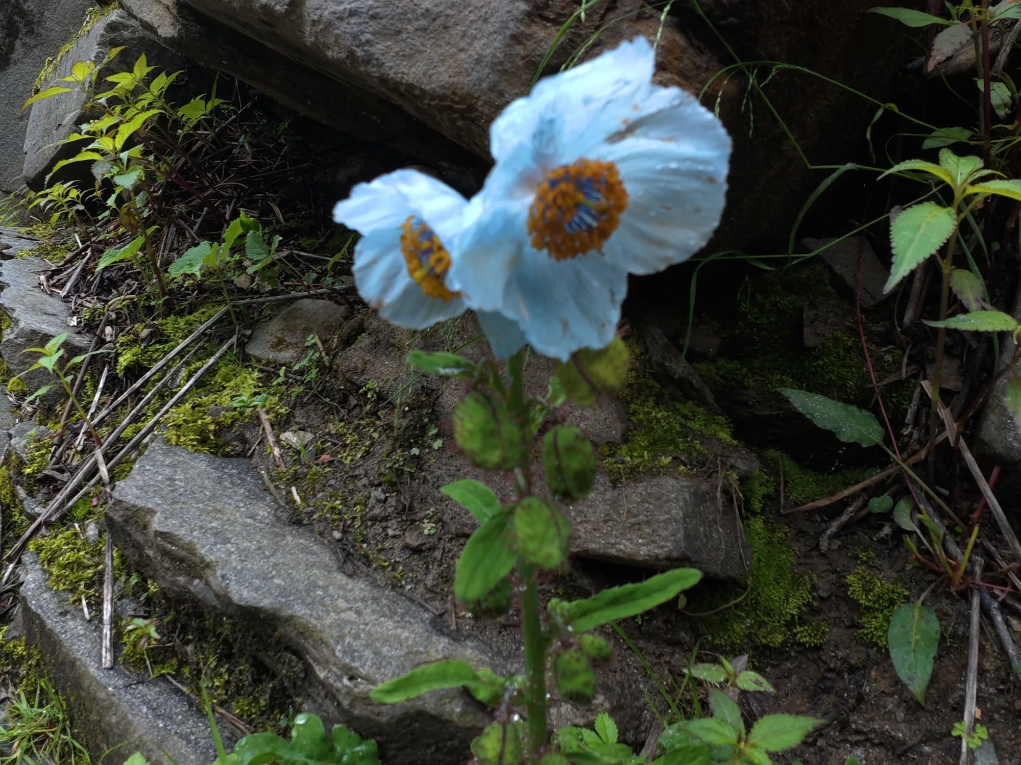 valley of flowers trek