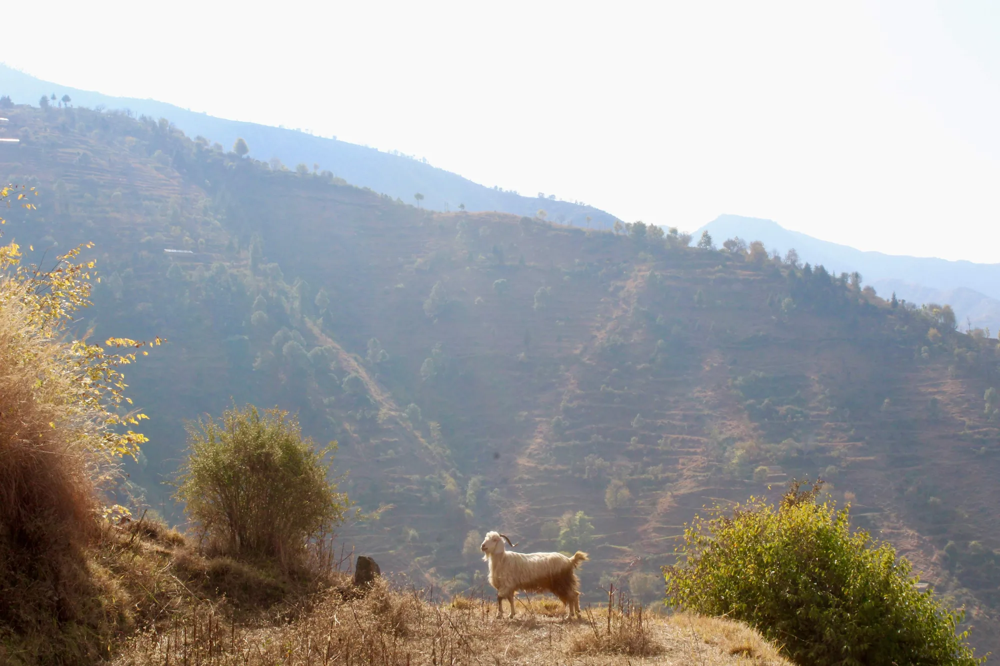 nag tibba trek