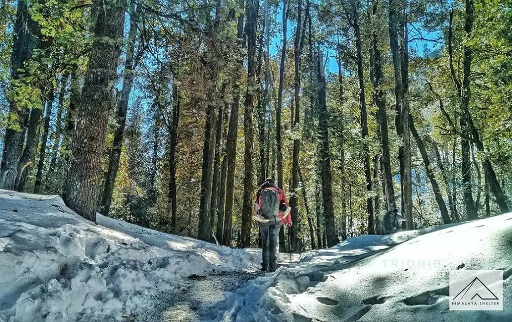 Fresh snow in the forest on the Kedarkantha trail