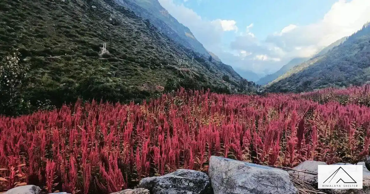 Cholai Farming, Har Ki Dun valley